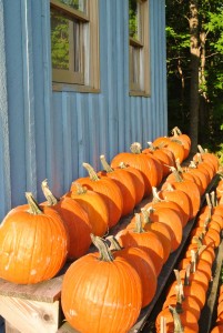 New Hampshire Pumpkin Patch